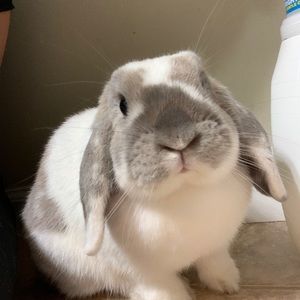 Meet your Posher, Chanel